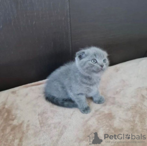 Photo №1. scottish fold - à vendre en ville de North Charleston | 189€ | Annonce № 83553