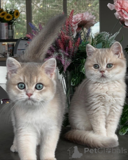 Photo №1. chat chinchilla - à vendre en ville de Munich | négocié | Annonce № 163612