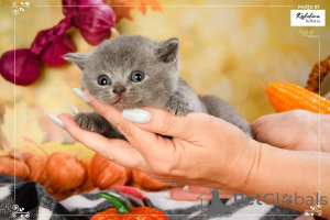 Photo №2 de l'annonce № 165889 de la vente british shorthair - acheter à Pays Bas éleveur