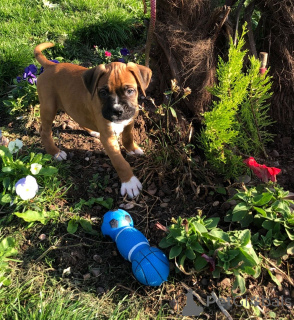 Photo №4. Je vais vendre boxer en ville de Halle. annonce privée, éleveur - prix - 700€