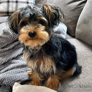 Photo №3. Yorkshire terrier de 7 mois. La Grande-Bretagne