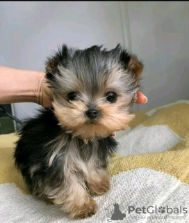 Photo №1. yorkshire terrier - à vendre en ville de Helsinki | 5€ | Annonce №77696