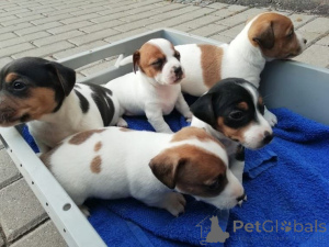 Photo №1. jack russell terrier - à vendre en ville de Dramscell | 350€ | Annonce №147603