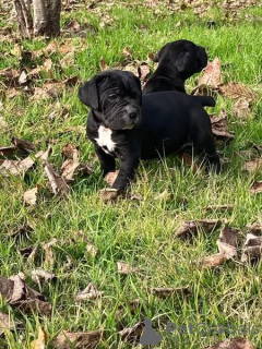 Photo №2 de l'annonce № 173402 de la vente cane corso - acheter à Danemark annonce privée, éleveur