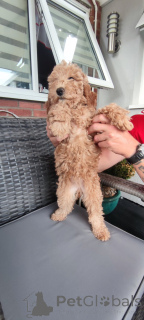 Photo №1. chien bâtard - à vendre en ville de Malibu | négocié | Annonce №140839