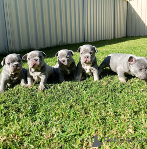 Photo №1. bouledogue - à vendre en ville de Reims | négocié | Annonce №154216