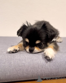 Photo №2 de l'annonce № 132462 de la vente chihuahua - acheter à Belgique éleveur