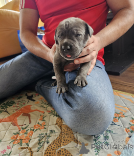 Photo №1. cane corso - à vendre en ville de Zachris | 450€ | Annonce №168931