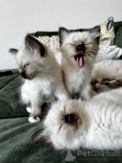 Photo №1. sacré de birmanie - à vendre en ville de Leimen | 450€ | Annonce № 166318