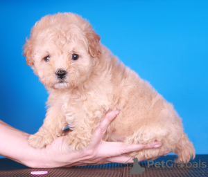 Photos supplémentaires: Chiots Maltipoo F1