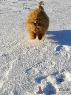 Photos supplémentaires: Spitz de Poméranie, chiots. Mini-ours