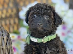 Photo №1. maltipu - à vendre en ville de Munich | 900€ | Annonce №149577