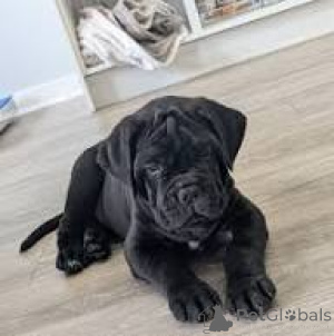 Photo №2 de l'annonce № 165440 de la vente cane corso - acheter à L'Autriche annonce privée, éleveur