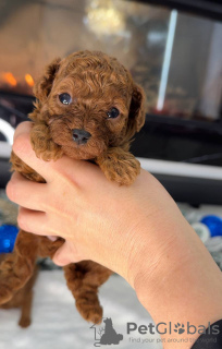 Photo №2. Produits pour animaux en USA. Prix - négocié. Annonce № 129386