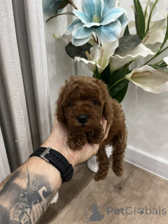 Photo №2 de l'annonce № 156680 de la vente caniche (jouet) - acheter à Serbie 