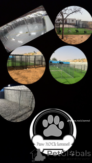 Photo №3. Gardiennage pour chuen en Emirats Arabes Unis