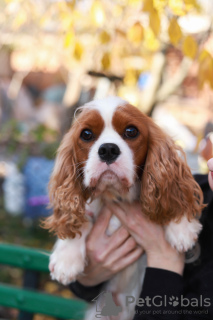 Photos supplémentaires: cavalier roi Charles Spaniel