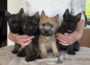 Photo №1. cairn terrier - à vendre en ville de De Haan | négocié | Annonce №170818