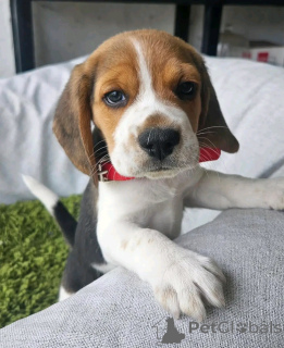 Photo №2 de l'annonce № 138857 de la vente beagle - acheter à Allemagne éleveur