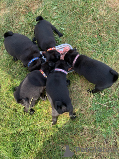 Photo №3. Chiots Carlin en bonne santé avec pedigree à vendre. Allemagne