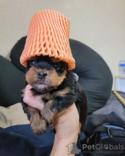 Photo №2 de l'annonce № 133366 de la vente yorkshire terrier - acheter à Allemagne annonce privée