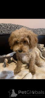 Photos supplémentaires: Adoption de Maltipoo (Bichon maltais ; caniche)