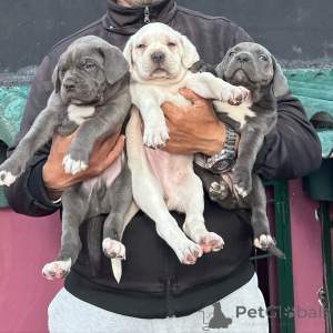 Photo №1. cane corso - à vendre en ville de Magdebourg | négocié | Annonce №176442