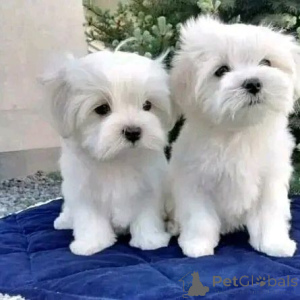 Photo №1.  - à vendre en ville de Lisbonne | 750€ | Annonce №160477