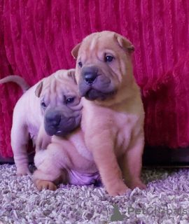 Photos supplémentaires: Bébés Shar Pei