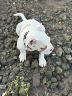 Photo №4. Je vais vendre american pit bull terrier en ville de Cambridge. éleveur - prix - 300€