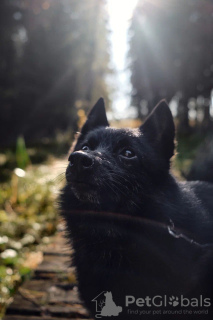 Photos supplémentaires: Schipperke Venya est à la recherche d'un logement.