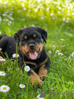 Photo №3. Chiots Rottweiler à vendre. Biélorussie