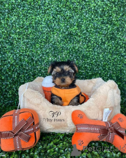 Photo №2 de l'annonce № 160054 de la vente yorkshire terrier - acheter à Allemagne 