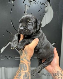 Photo №3. Force avec une âme douce.. Italie