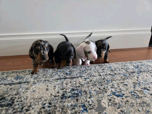 Photo №1. teckel - à vendre en ville de Helsinki | 1500€ | Annonce №163148