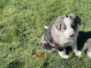 Photo №2 de l'annonce № 152376 de la vente border terrier - acheter à USA éleveur