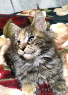 Photo №4. Je vais vendre maine coon en ville de Tioumen. annonce privée, de la fourrière, éleveur - prix - 647€