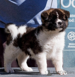 Photo №4. Je vais vendre akita (chien) en ville de Belgrade.  - prix - négocié