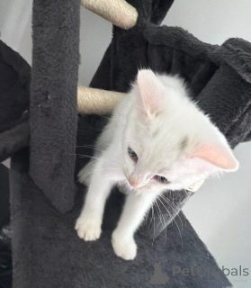 Photo №1. angora turc - à vendre en ville de Pantalon | 350€ | Annonce № 178049