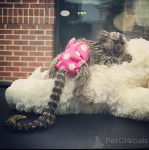 Photo №3. Singe Ouistiti. USA