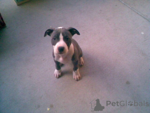 Photo №2 de l'annonce № 139169 de la vente american pit bull terrier - acheter à Allemagne annonce privée