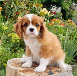 Photo №2 de l'annonce № 155453 de la vente cavalier king charles spaniel - acheter à Islande annonce privée