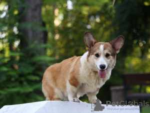 Photo №4. Je vais vendre welsh corgi en ville de Dnipro. éleveur - prix - 850€