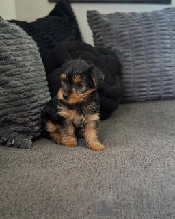 Photo №3. Chiots Yorkie prêts à aimer les foyers. WhatsApp professionnel 4915781334108. Lituanie