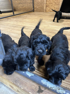 Photo №1. chien d'eau portugais - à vendre en ville de Amsterdam | 678€ | Annonce №163883