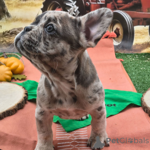 Photo №3. Tess Bouledogue Français Femelle de 10 semaines Prête à rentrer à la maison. USA