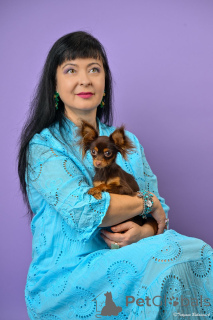 Photo №4. Je vais vendre petit chien russe en ville de Haïfa. de la fourrière - prix - 1938€