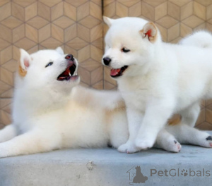 Photo №3. Chiots Shiba Inu japonais.. Suède