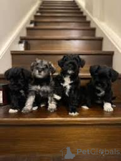 Photo №1. schnauzer miniature - à vendre en ville de Paris | 700€ | Annonce №166766