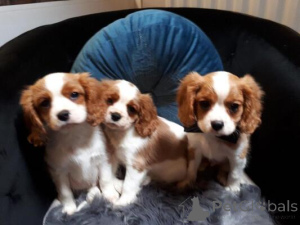 Photo №1. cavalier king charles spaniel - à vendre en ville de Golčův Jeníkov | négocié | Annonce №170705